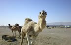 Camello 01